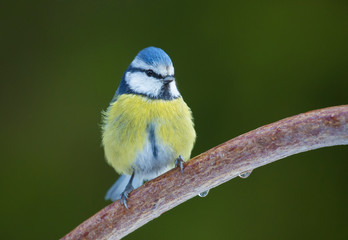 Blue tit (Cyanistes caeruleus).
