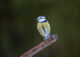 Obraz premium Blue tit (Cyanistes caeruleus).