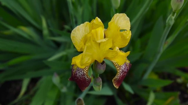 Yellow irise closeup moving on the wind. Video footage HD static camera.