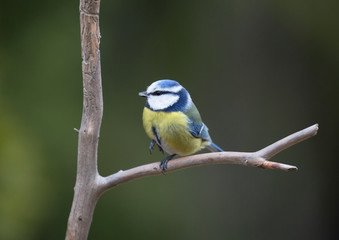 Fototapeta premium Blue tit (Cyanistes caeruleus)