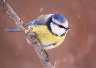 Blue tit (Cyanistes caeruleus)