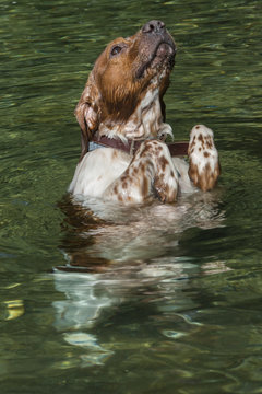 Cane, epagneul breton, che galleggia come una boa e guarda in alto