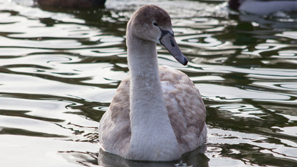 Swan