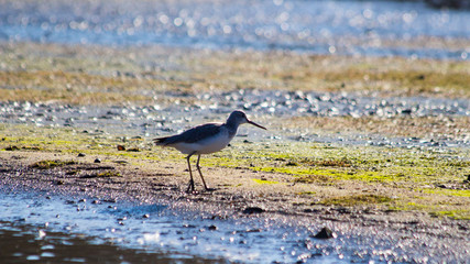 Sandpiper
