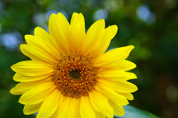 Close up of sunflower