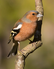 Common chaffinch