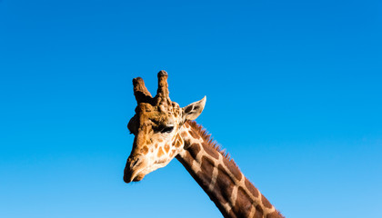 details of a giraffe's head and neck © meanmachine77