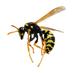 wasp isolated on white