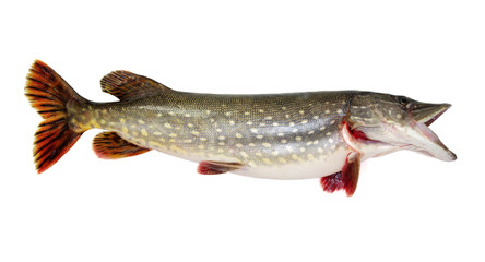  Pike isolated on white