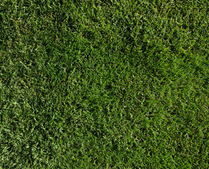 Background of a green grass