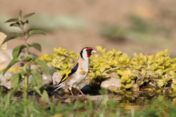 European goldfinch at sunset