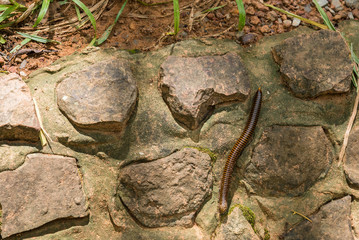 Giant black millipede in tropical rainforest of Thailand.