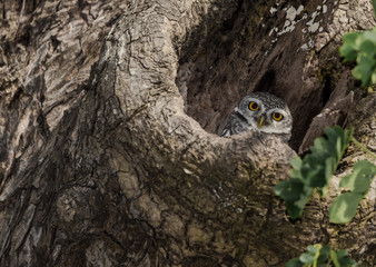 Spotted Owlet On A Tree Hole In Temple Of Thailand.	