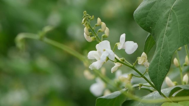野菜畑　白花豆