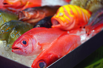 Tropical red orange fish with a large black eye on ice at a seafood market in Japan 