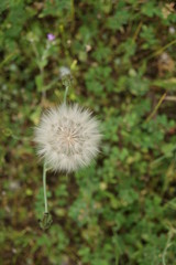 Fototapeta premium nature