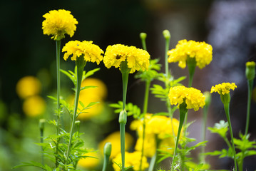 Fototapeta premium Marigold with light from the sun Daylight.
