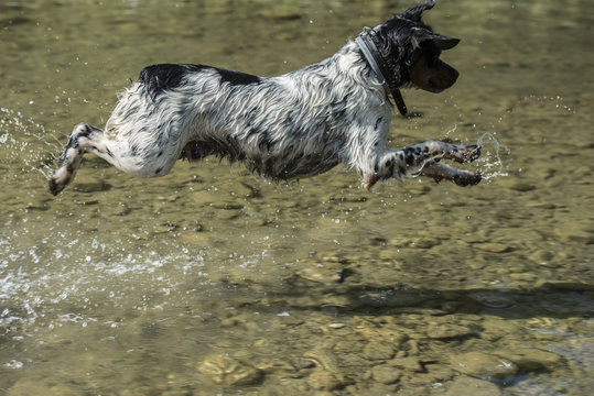 Cane, Epagneul Breton, che salta nel fiume, sospeso a mezz'aria