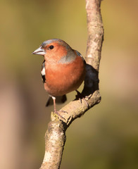 Common chaffinch (Fringilla coelebs).