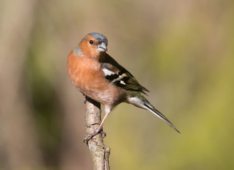 Common chaffinch