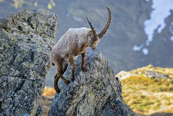 Alpine Ibex - Capra ibex, Alps, Austria - obrazy, fototapety, plakaty