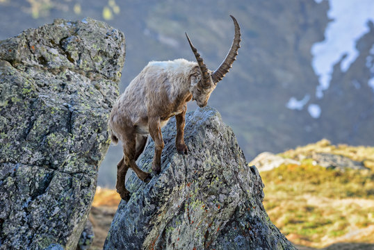 Alpine Ibex - Capra ibex, Alps, Austria