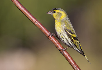Eurasian siskin (Spinus spinus)