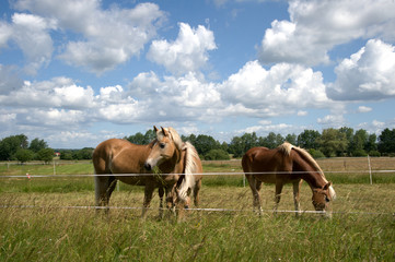 Haflinger Pferde Herde auf Koppel Weide