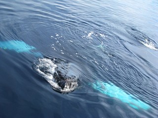 Baleine émergeant de l'eau, Antarctique
