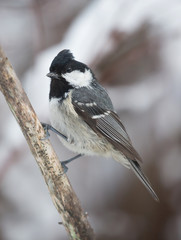 Coal tit (Periparus ater).