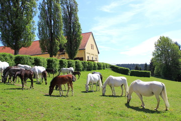 Fototapeta premium Lipizzaner: klacze ze źrebakami na pastwisku