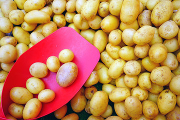 Fresh new potatoes in bulk at the farmers market with a scoop