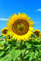 Blooming sunflowers with blue sky