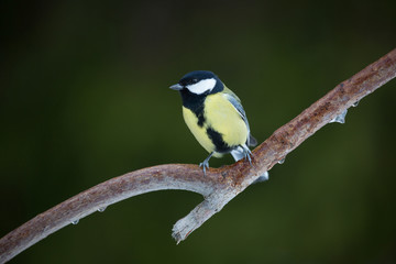 Parus major (Great tit).