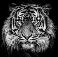 Gartenposter Tiger © yann