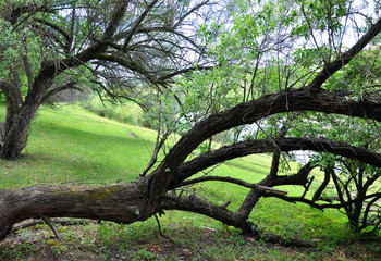 Trees that grow on a green hill for your design