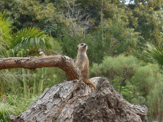 Suricate