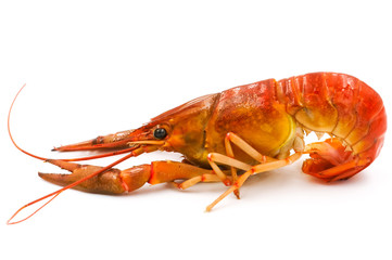 Boiled Crayfish or Freshwater lobster on a white background.