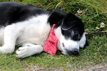 dog with lovely Scarves in Iceland
