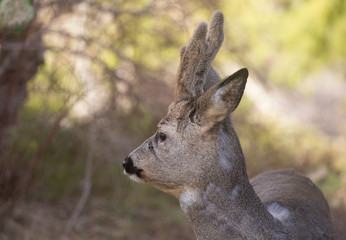 Roe deer (Capreolus capreolus). Deer in forest environment.