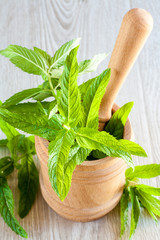 Fresh mint leaf © Igor Syrbu