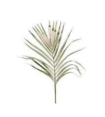 Green leaves of palm tree isolated on white background