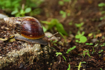 Snails O The Ground