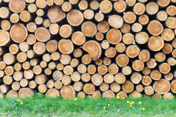 Woodpile in the meadow