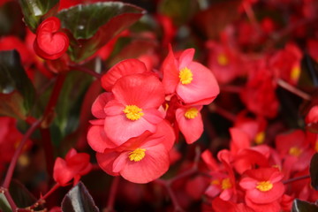 Fototapeta na wymiar Red blooming Semperflorens begonias