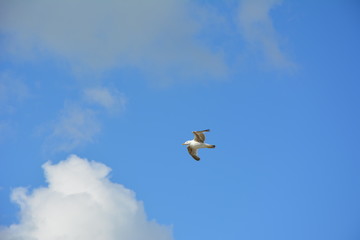 Seagull in the sky