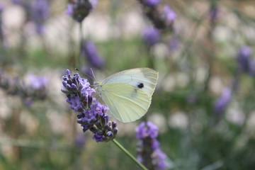 White butterfly on a lavender flower in the morning