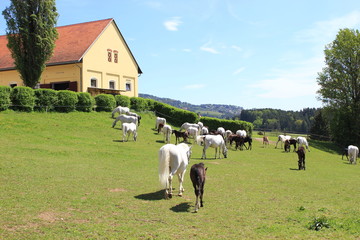Blick auf eine Weide mit Lipizzanerstuten samt Fohlen