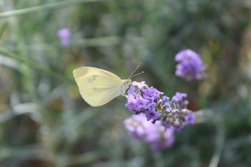Butterfly on the flowers of lavender