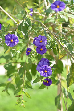 Solanum rantonnetii bleu au jardin en été